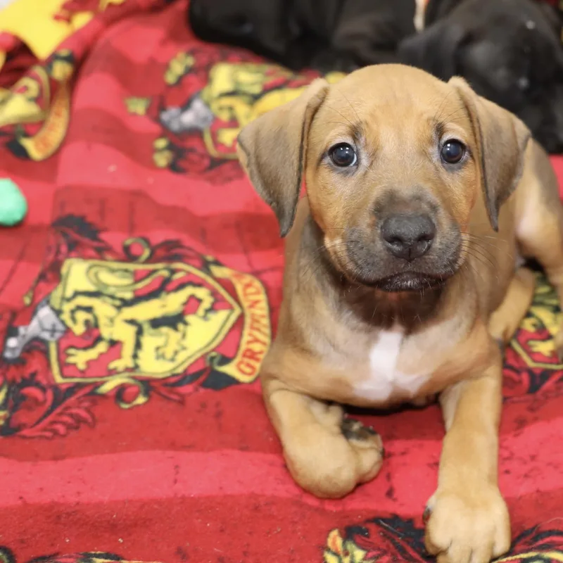 A baby large-sized female Brown / Chocolate Mixed Breed dog named Capricorn for adoption in Allegan, MI