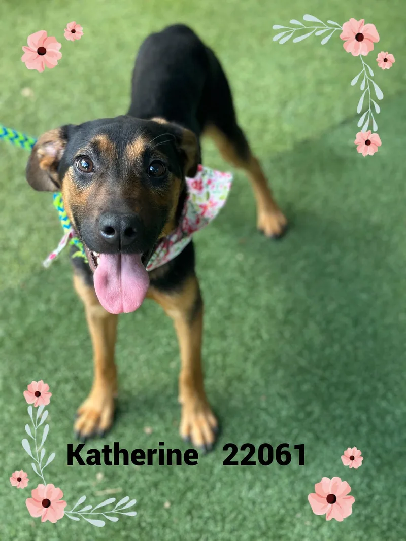 A baby small-sized female Black Hound dog named Katherine for adoption in Marietta, GA