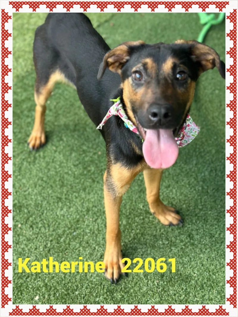 Katherine thumbnail 6