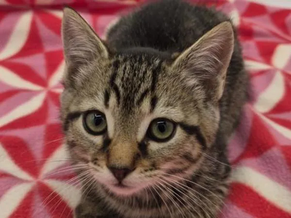 A baby small-sized female Domestic Short Hair cat named Stella for adoption in Portland, OR