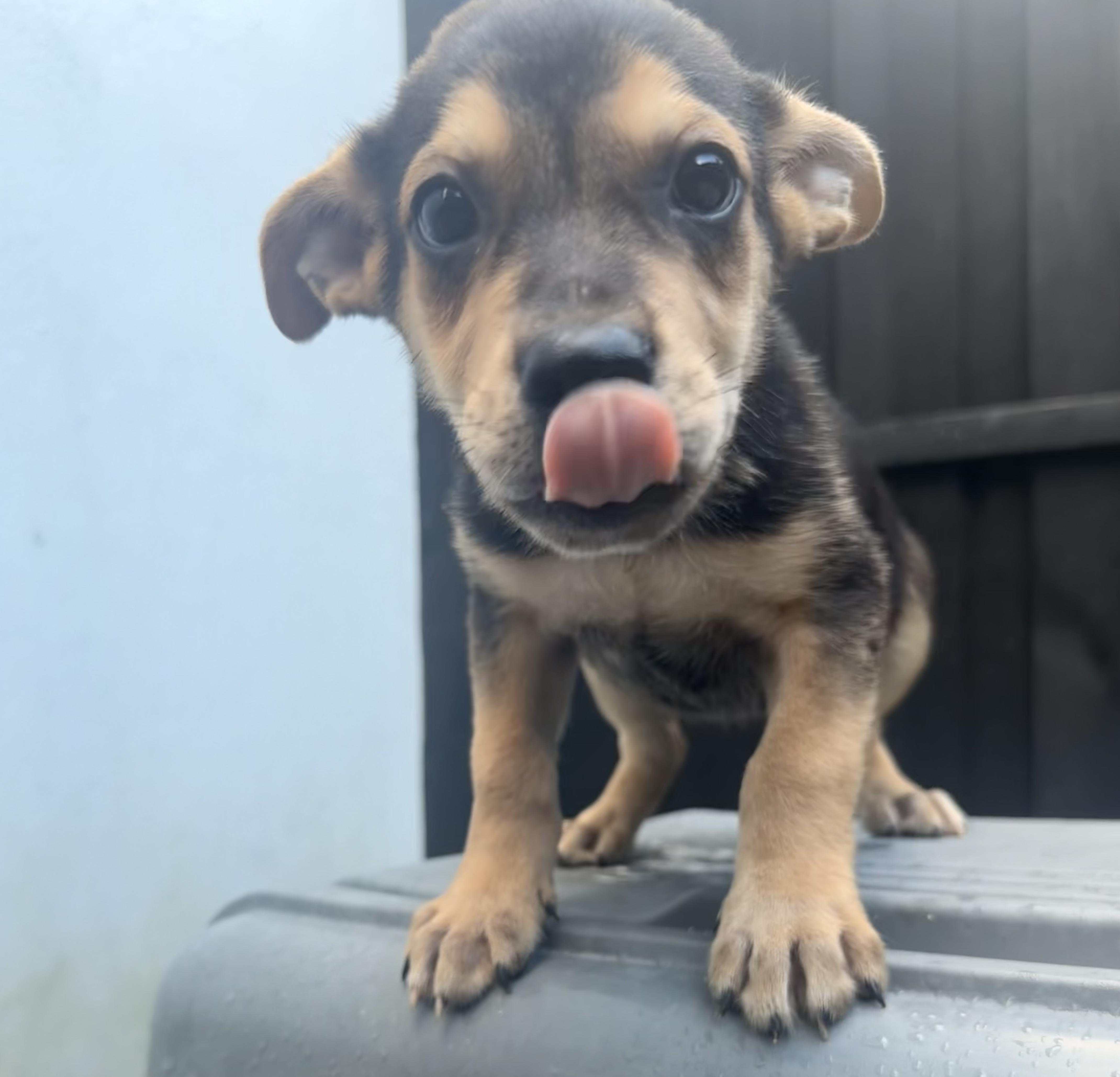 A baby medium-sized male Black Rottweiler dog named LITTER of Puppy for adoption in North Miami, FL