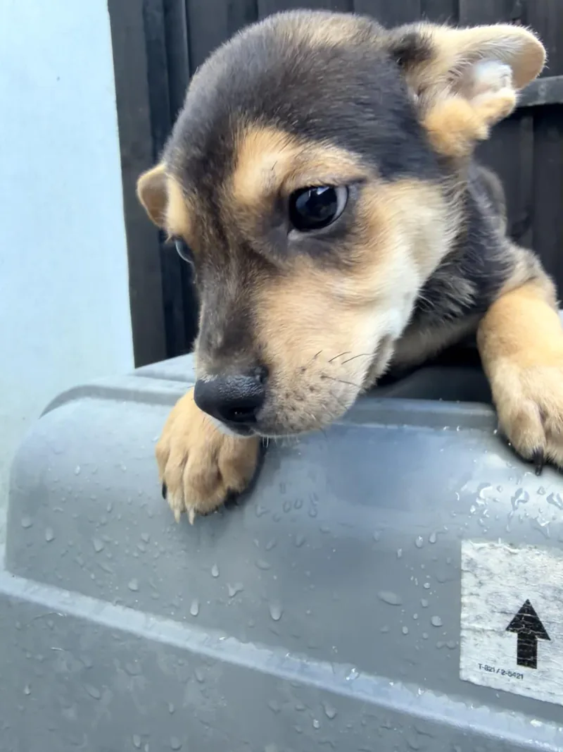 LITTER of  Puppy thumbnail 2