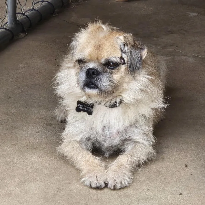 An adult small-sized male Brown / Chocolate Pekingese dog named Scruffy for adoption in Calimesa, CA