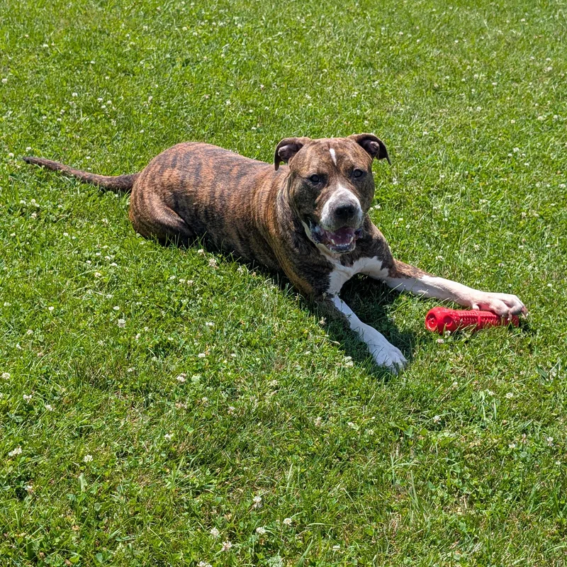 An adult large-sized male Brindle Pit Bull Terrier dog named Capone for adoption in Ravenna, OH