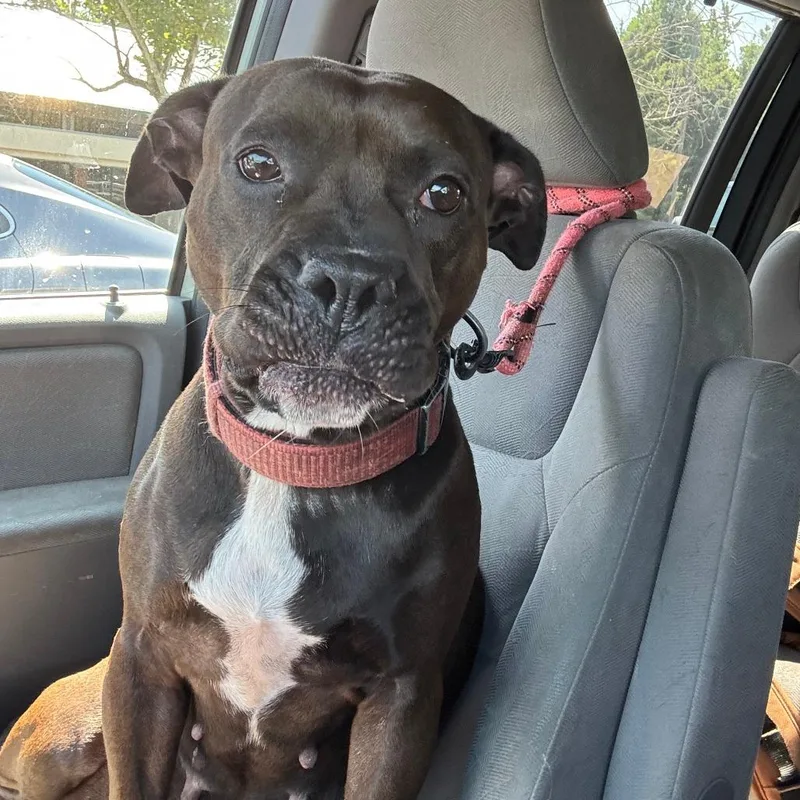 An adult medium-sized female Brown / Chocolate Pit Bull Terrier dog named Elsie for adoption in Greensboro, NC