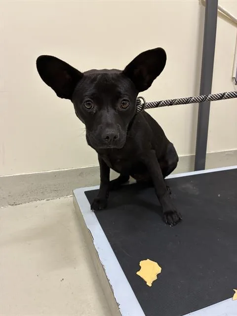 A young small-sized male Chihuahua dog named A for adoption in Fremont, CA