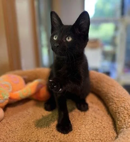 A young small-sized male Black Domestic Short Hair cat named Grackle for adoption in Midland, VA