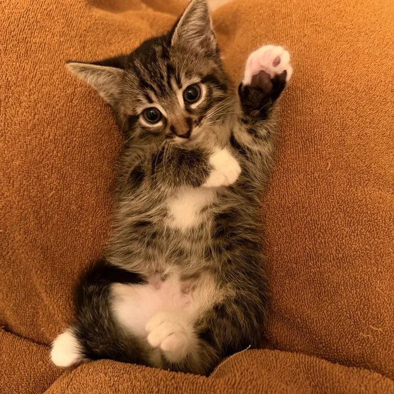Waffles The Mighty