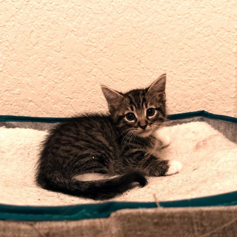 Waffles The Mighty thumbnail 2
