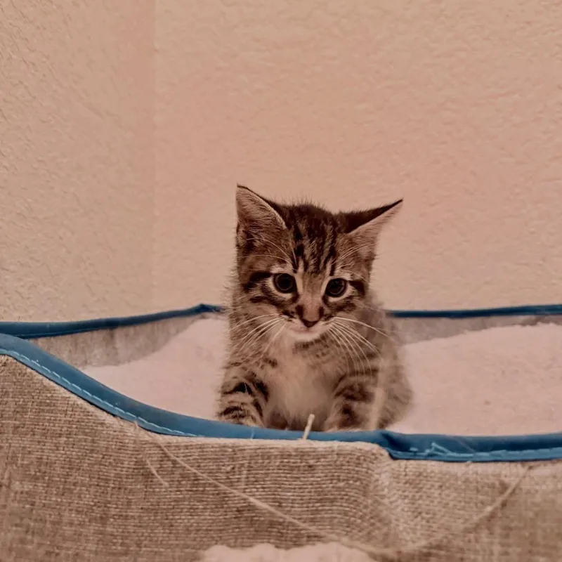 Waffles The Mighty thumbnail 3