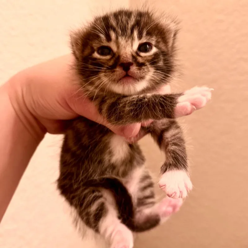 Waffles The Mighty thumbnail 4