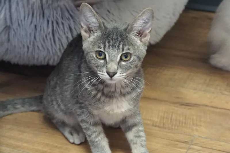 A baby small-sized male Domestic Short Hair cat named Nimbus for adoption in Fountain Hills, AZ