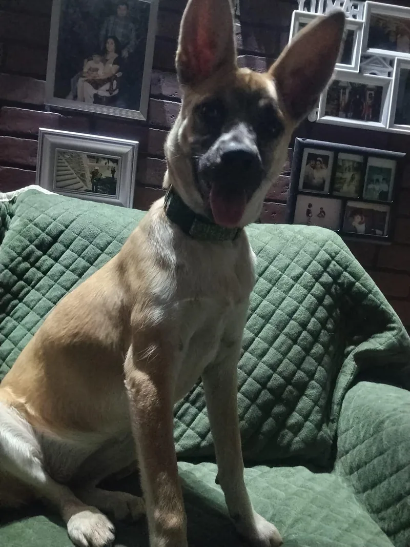 A young medium-sized female Belgian Shepherd / Malinois dog named Daisy for adoption in San Diego, CA