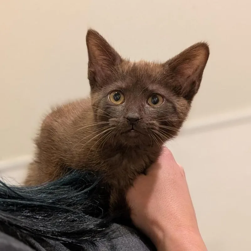 A baby small-sized female Brown / Chocolate Domestic Short Hair cat named Rollie Pollie for adoption in Washington Township, OH
