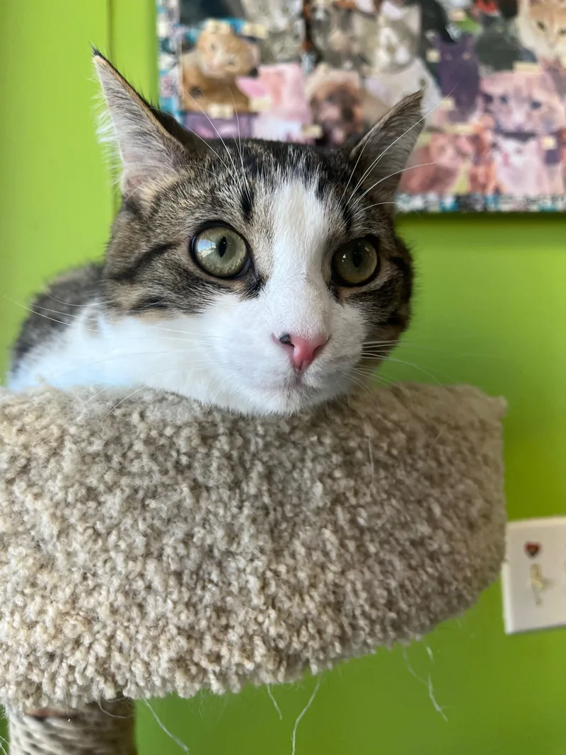 Buckwheat thumbnail 2