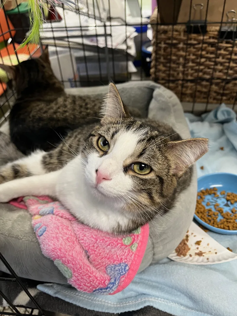 Buckwheat thumbnail 3