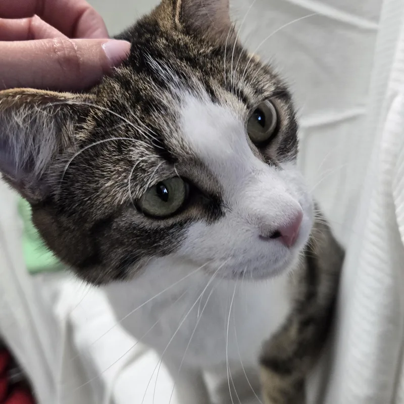 Buckwheat thumbnail 4