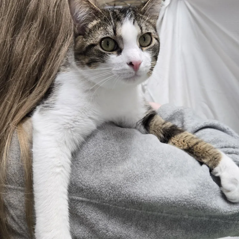 Buckwheat thumbnail 5