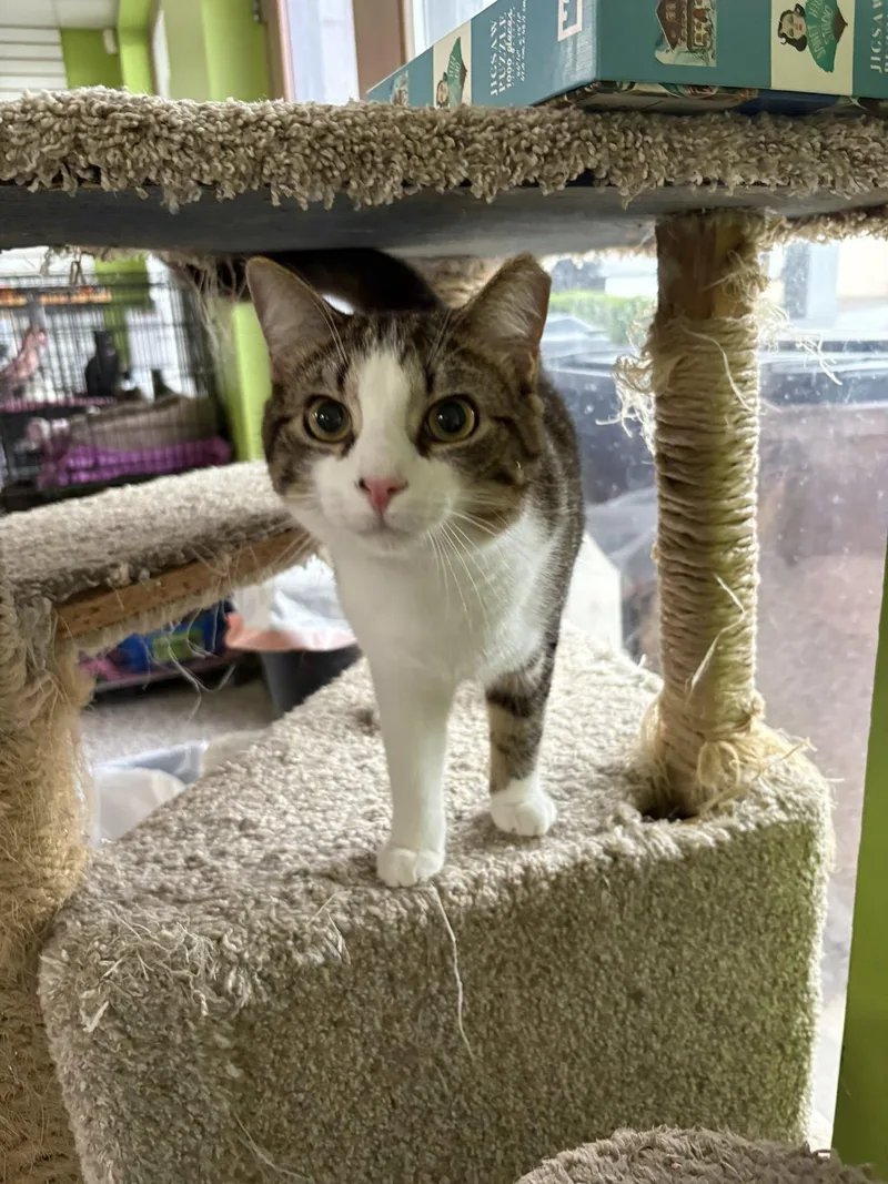 Buckwheat thumbnail 6