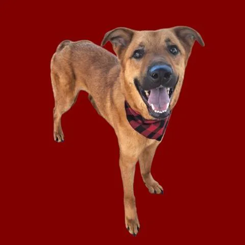 A young medium-sized male Red / Chestnut / Orange Shepherd dog named Little Red  Urgent for adoption in Thousand Oaks, CA