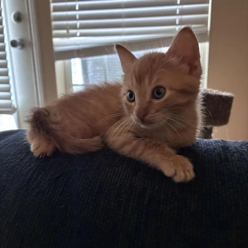A baby small-sized male Domestic Short Hair cat named August for adoption in Tallahassee, FL