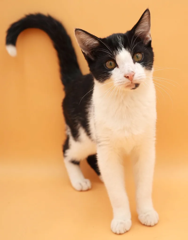 A baby small-sized male White Turkish Van cat named Almond is our prince for adoption in Bedford Hills, NY