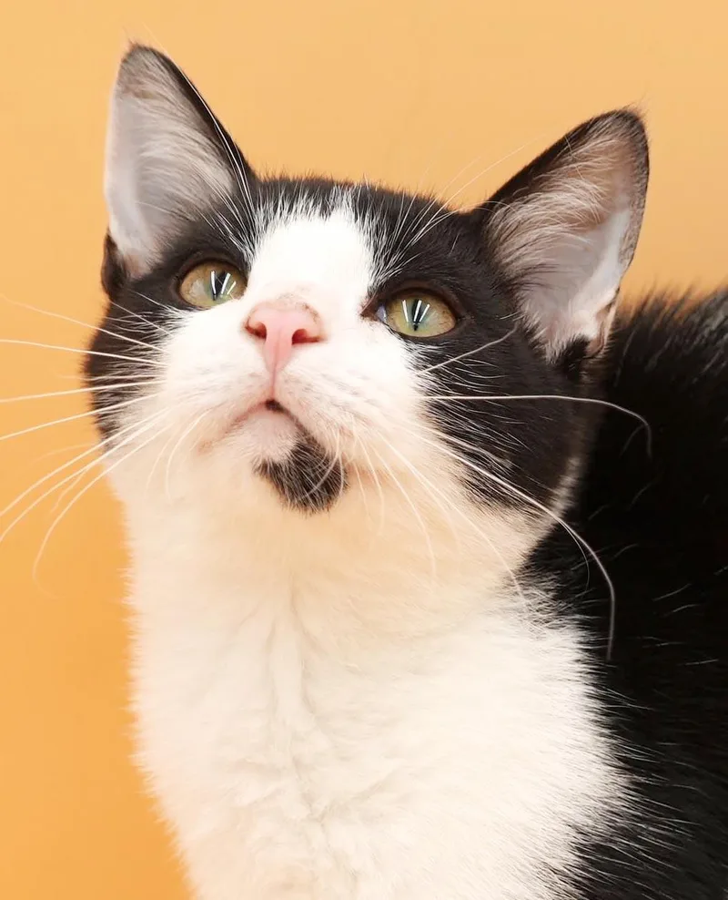 Almond is our prince thumbnail 4