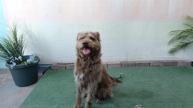 A young medium-sized male Terrier dog named Arnold for adoption in Baldwin Park, CA