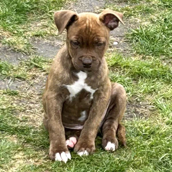 A baby small-sized male Terrier dog named Gus for adoption in Des Moines, IA