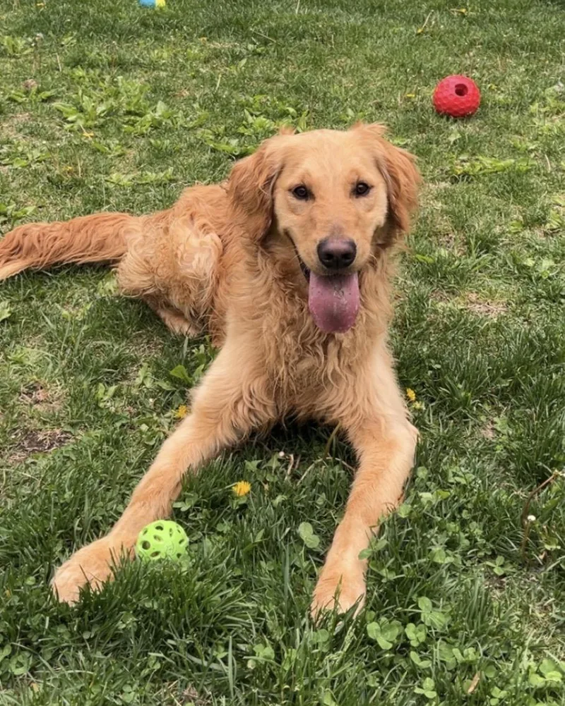 An adult large-sized male Golden Retriever dog named Archer for adoption in Warwick, NY