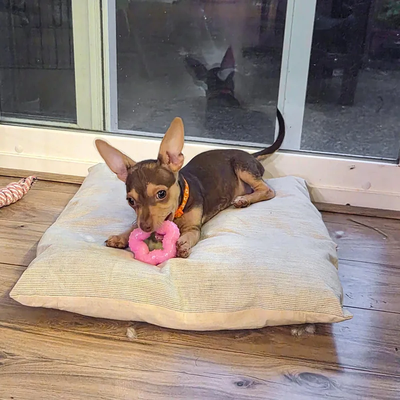 A baby small-sized female Chihuahua dog named Brandy for adoption in Bothell, WA