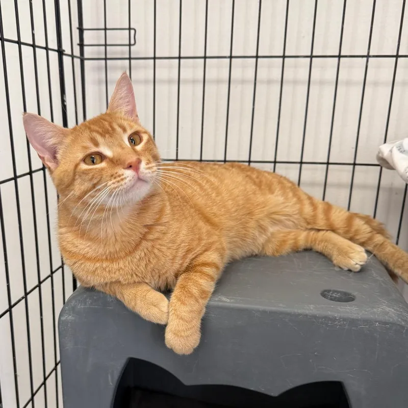 An adult large-sized male Orange / Red Domestic Short Hair cat named Clarence for adoption in Houston, TX