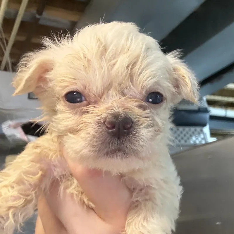 A baby small-sized male Black Jack Russell Terrier dog named Stott for adoption in West Chester, PA