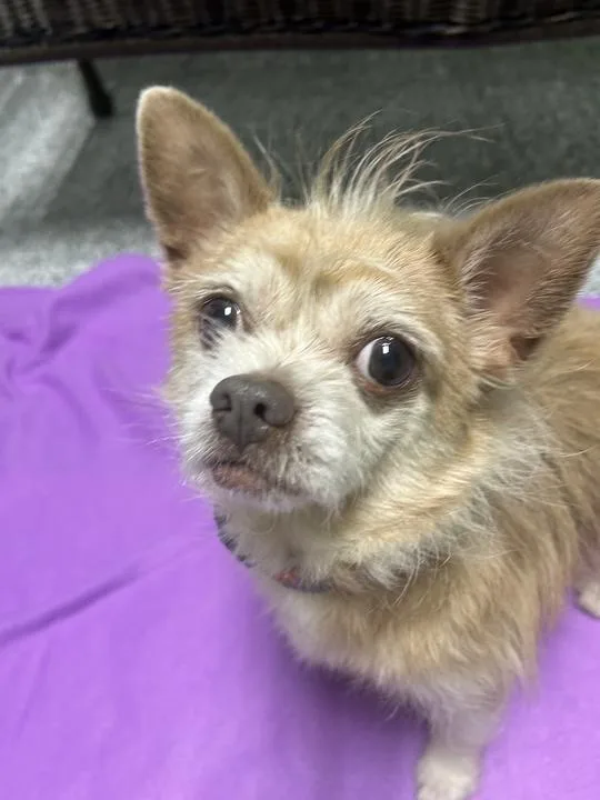 A senior small-sized male Apricot / Beige Mixed Breed dog named Alfalfa for adoption in Jackson, MI