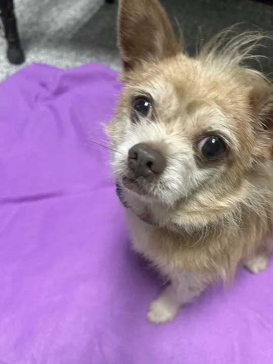 Alfalfa thumbnail 3