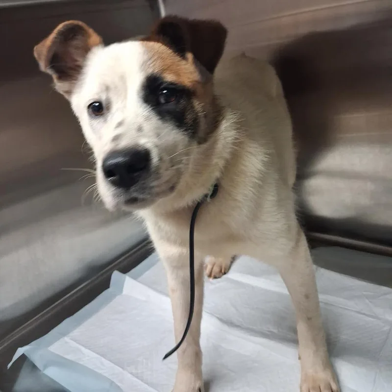 An adult medium-sized female White / Cream Mixed Breed dog named Honesty for adoption in Pauls Valley, OK