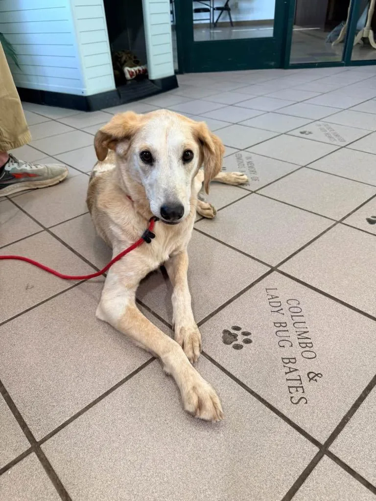 An adult medium-sized male Labrador Retriever dog named Khi for adoption in Little Rock, AR