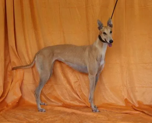 An adult large-sized female Greyhound dog named Wish Come True for adoption in Douglasville, GA