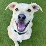 An adult medium-sized male Apricot / Beige Mixed Breed dog named Rocko for adoption in Santa Cruz, CA