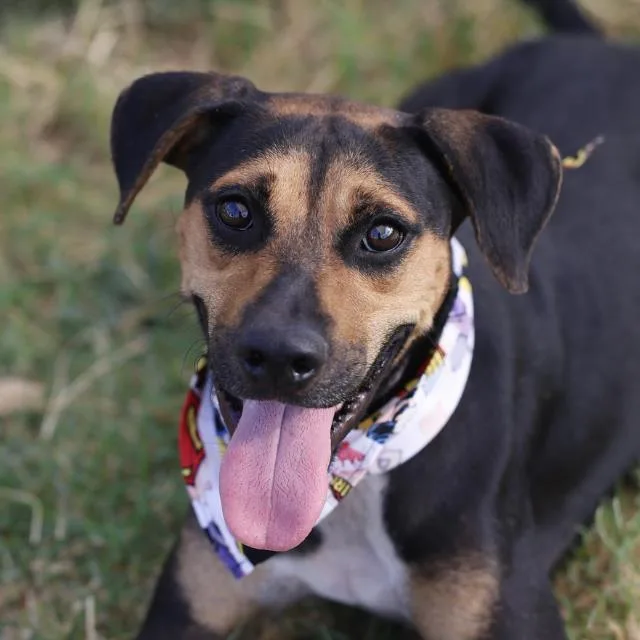 A young medium-sized female Shepherd dog named Missy for adoption in San Antonio, TX