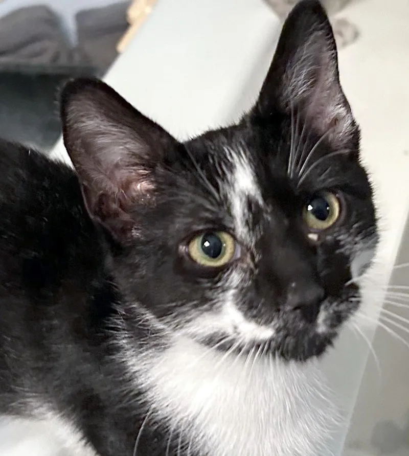 A baby large-sized male Black & White / Tuxedo Domestic Short Hair cat named Jarvy for adoption in Smithfield, NC