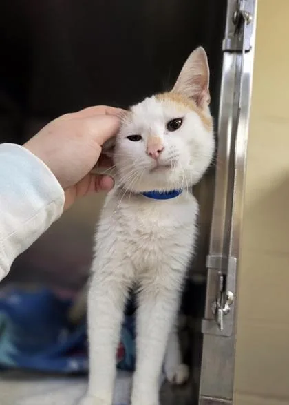 A young medium-sized male Domestic Short Hair cat named Pennzoil for adoption in Westland, MI