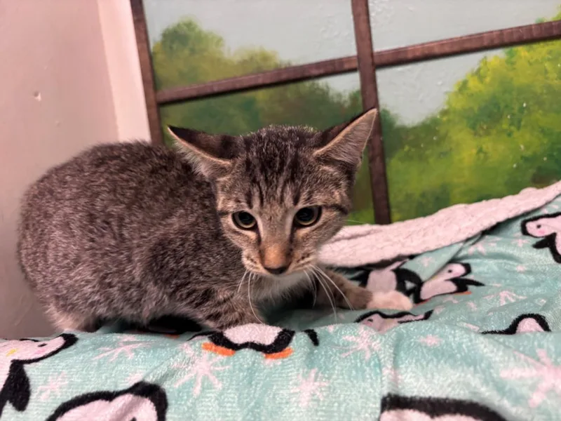 A baby small-sized female Domestic Short Hair cat named Cleo for adoption in Houston, TX