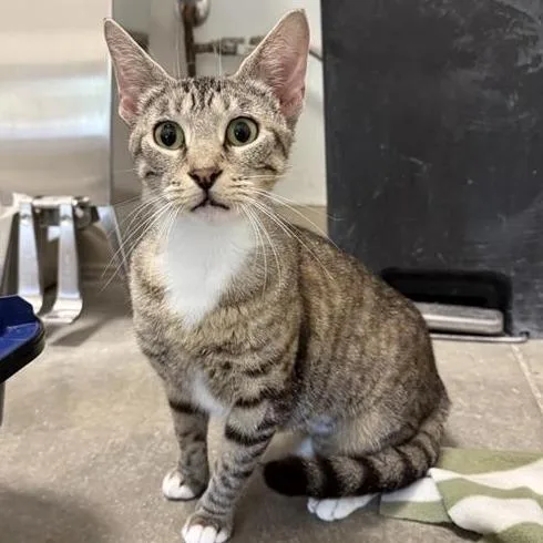An adult medium-sized female Brown / Chocolate Domestic Short Hair cat named Chestnut for adoption in Bentonville, AR