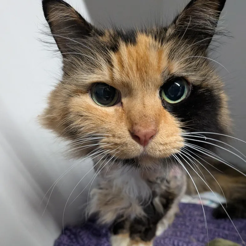 A senior medium-sized female Tortoiseshell Domestic Long Hair cat named Cider for adoption in Dearborn, MI