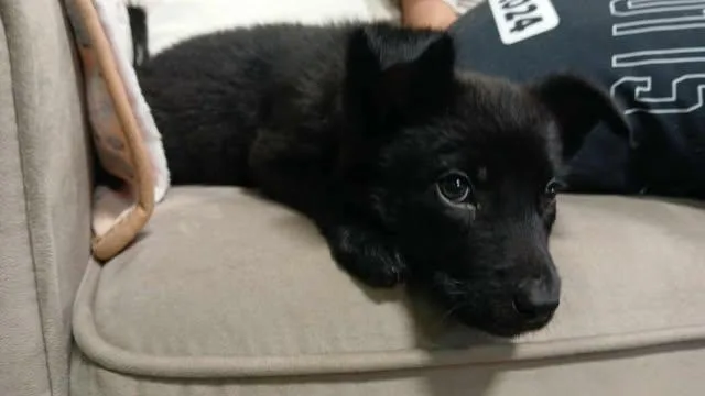 Maleficent thumbnail 3