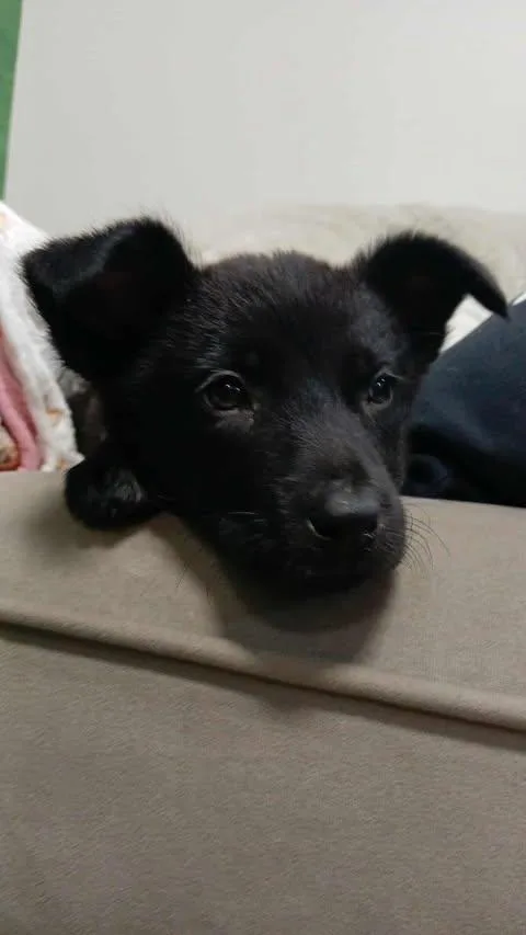 Maleficent thumbnail 4