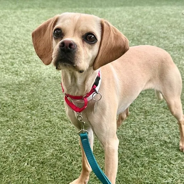 Lucy Lasagna thumbnail 2