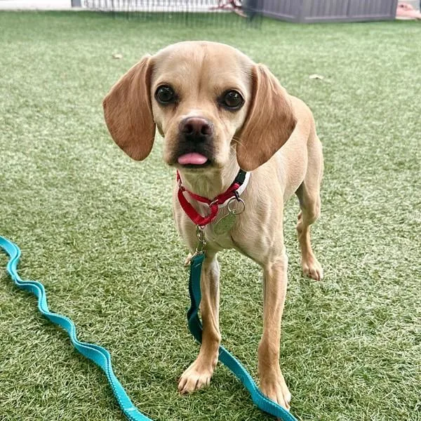 Lucy Lasagna thumbnail 3