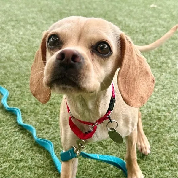 Lucy Lasagna thumbnail 4